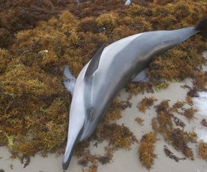 New Virus Found in Cetaceans - Gansbaai Daily News